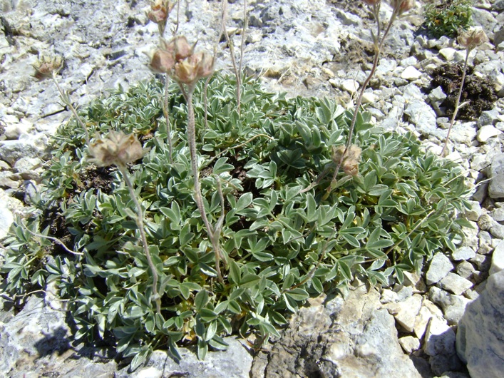 Potentilla apennina